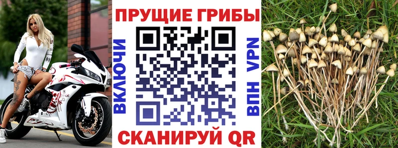 Псилоцибиновые грибы GOLDEN TEACHER  Короча 